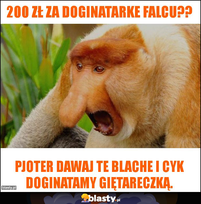 200 zł za doginatarke falcu??