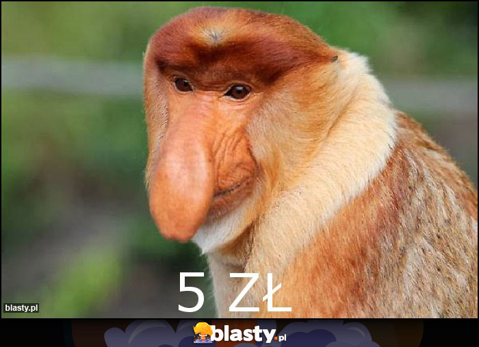 5 zł