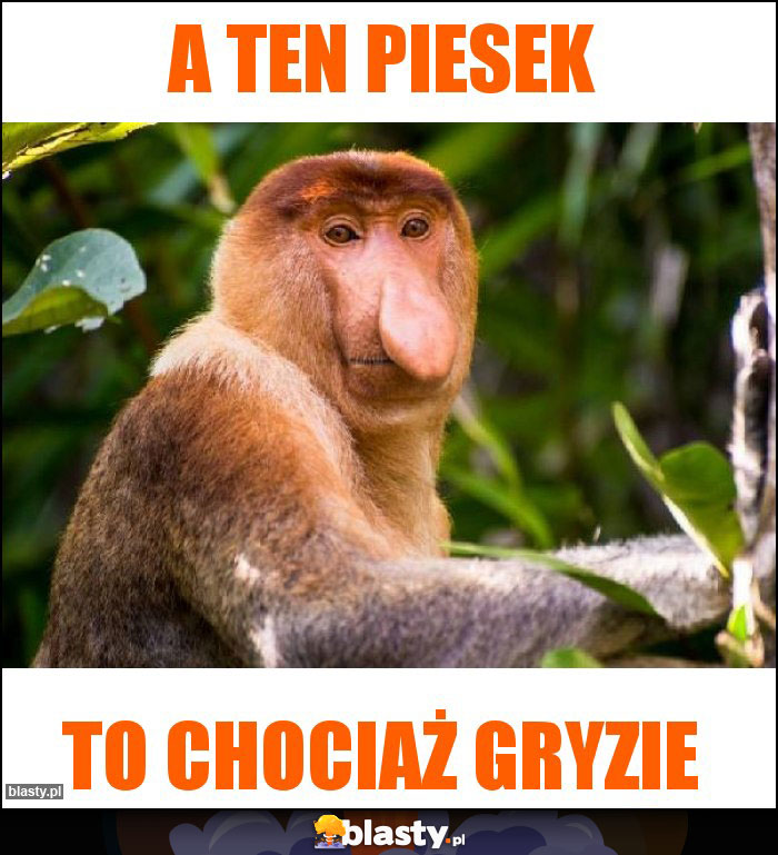 A ten piesek