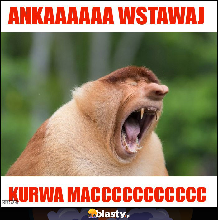 Ankaaaaaa wstawaj