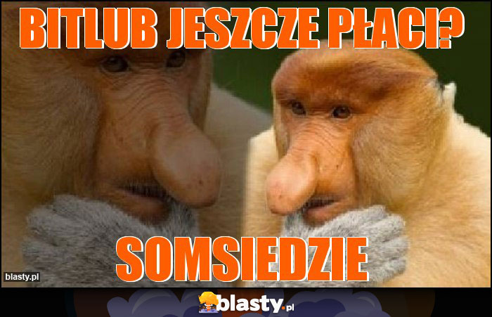 BitluB jeszcze płaci?