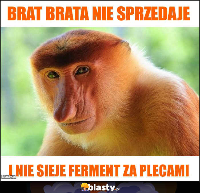 BRAT BRATA NIE SPRZEDAJE