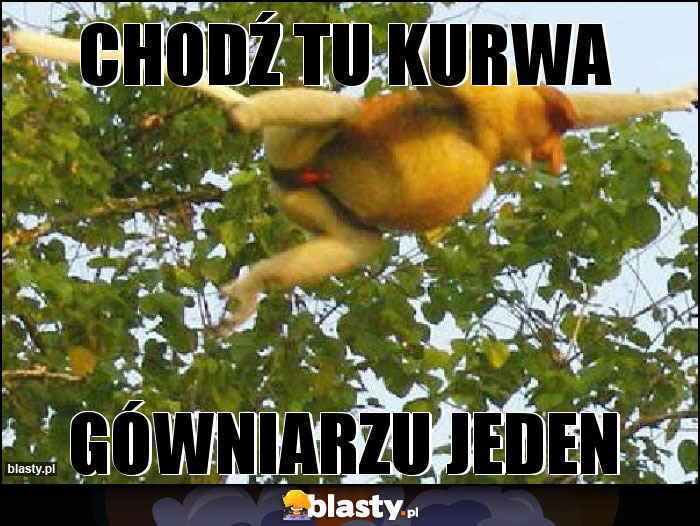 Chodź tu kurwa