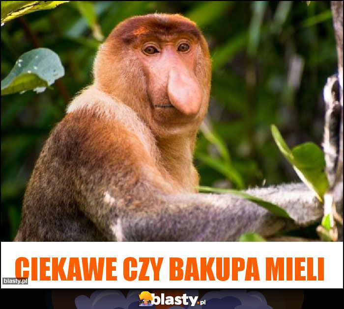 Ciekawe czy bakupa mieli