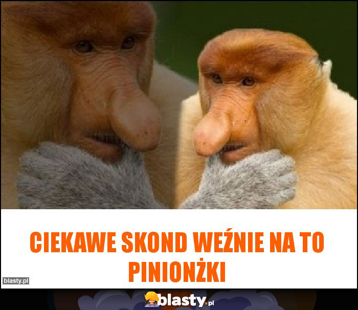 ciekawe skond weźnie na to pinionżki