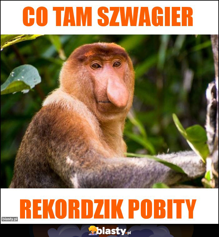 co tam szwagier