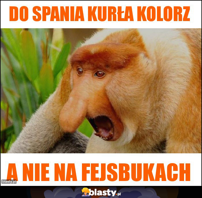 DO SPANIA KURŁA KOLORZ