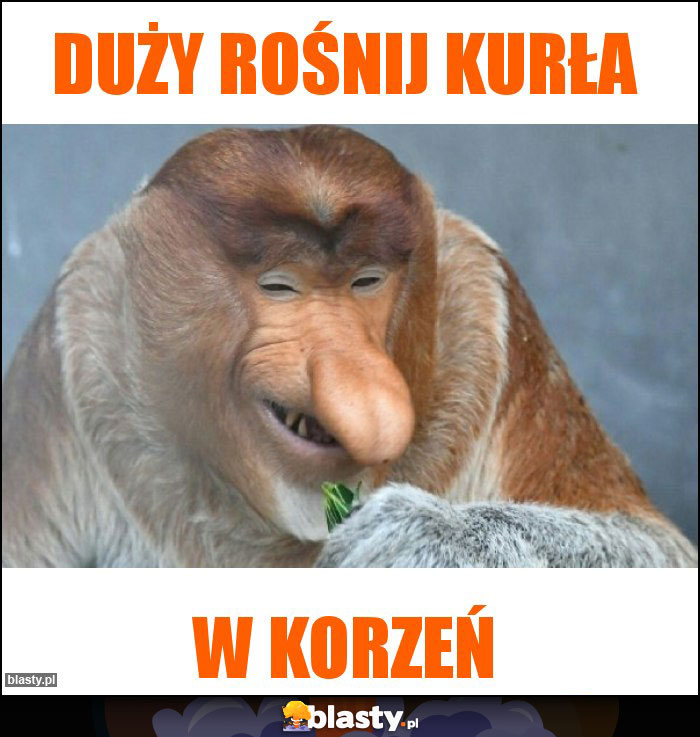 Duży rośnij kurła