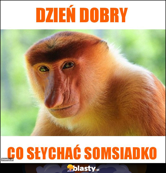 Dzień dobry