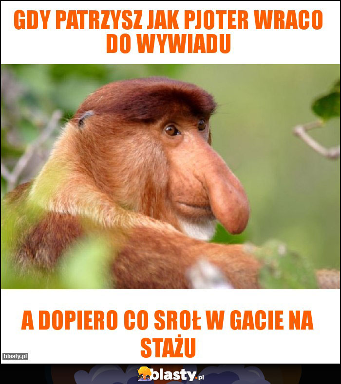 Gdy patrzysz jak pjoter wraco do wywiadu