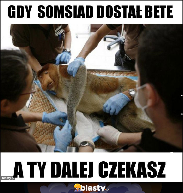 GDY  SOMSIAD DOSTAŁ BETE