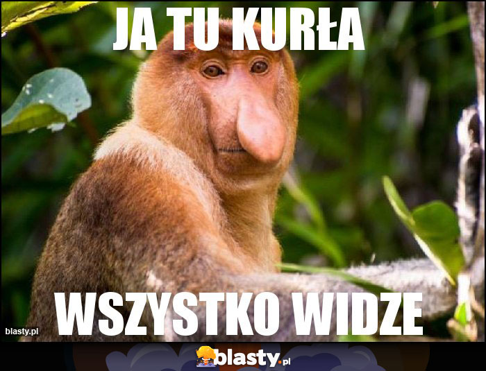 Ja tu kurła