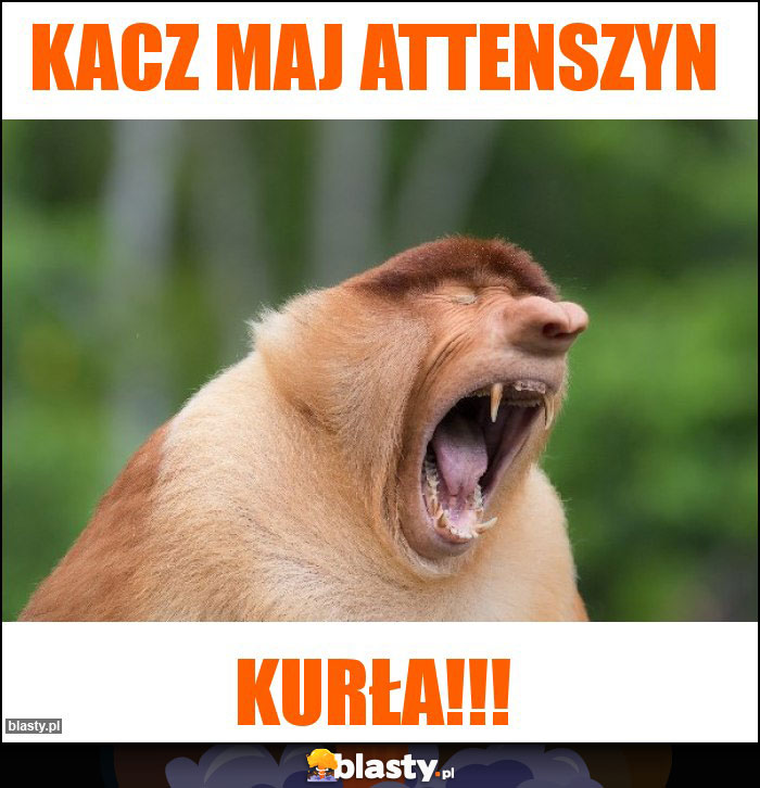 Kacz maj attenszyn