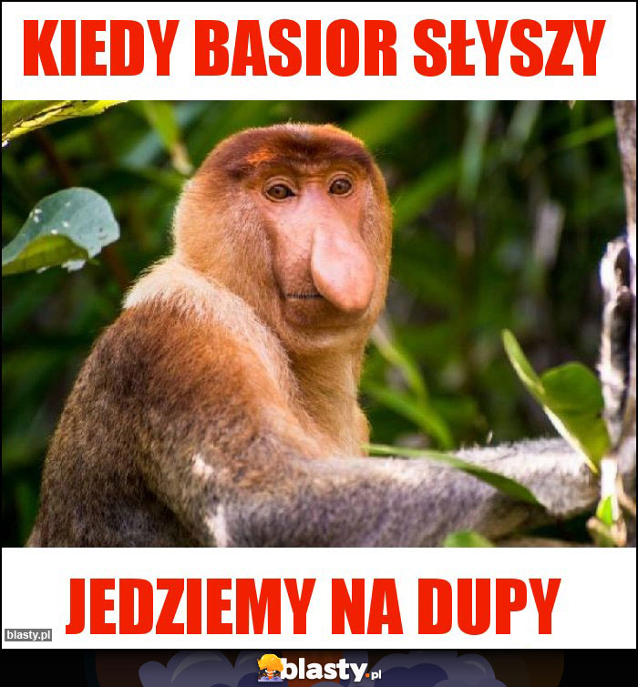 Kiedy basior słyszy