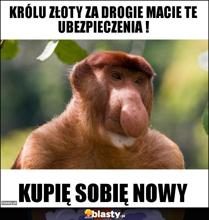 Królu złoty za drogie macie te ubezpieczenia !