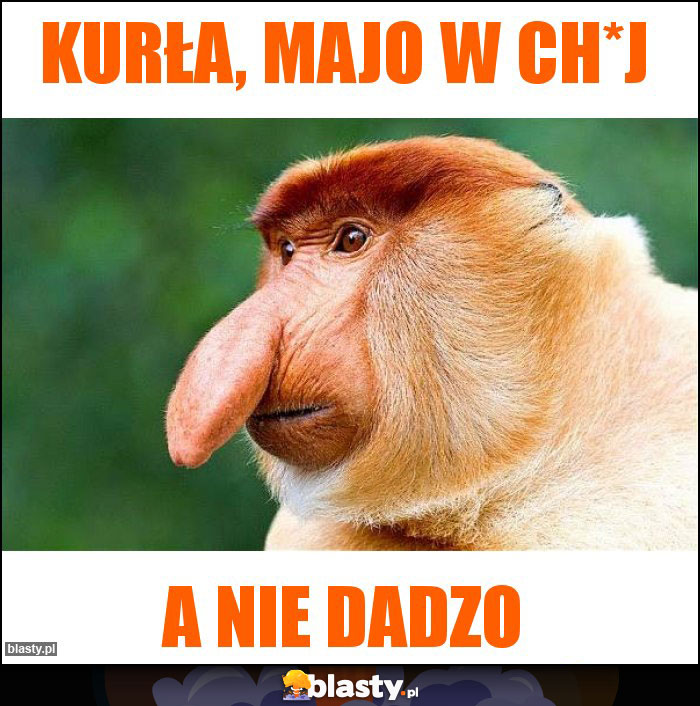 Kurła, majo w CH*j