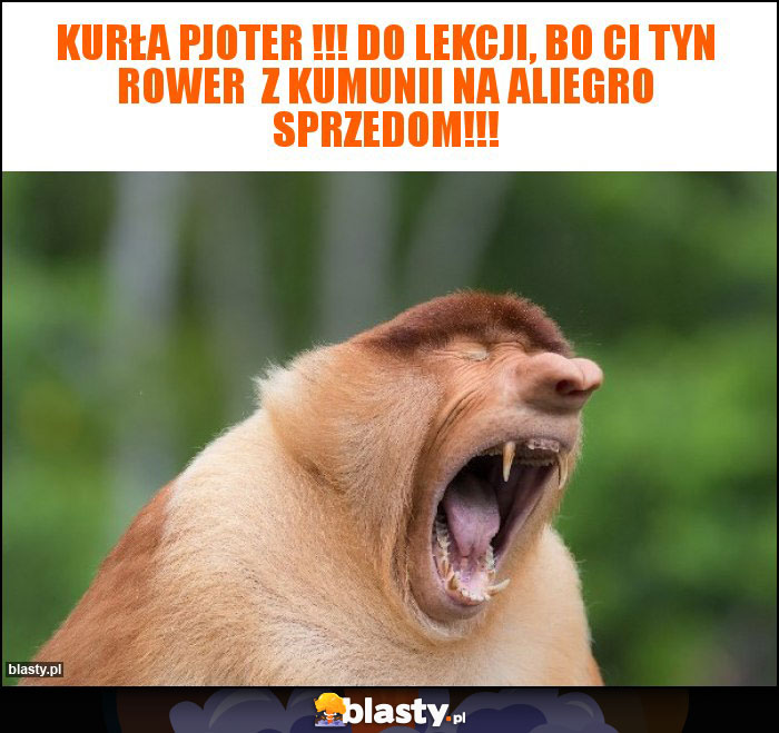 Kurła Pjoter !!! Do lekcji, bo ci tyn rower  z kumunii na aliegro sprzedom!!!