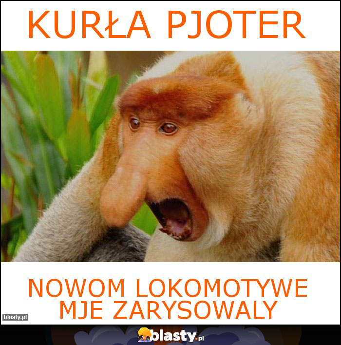 kurła pjoter