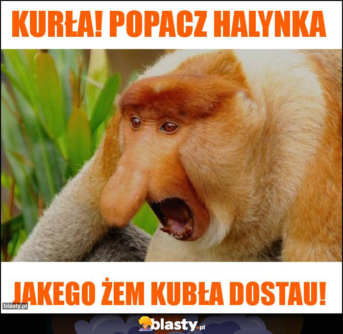 Kurła! Popacz halynka