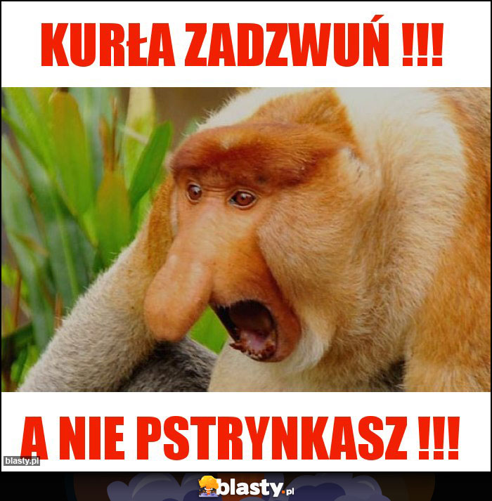 Kurła zadzwuń !!!