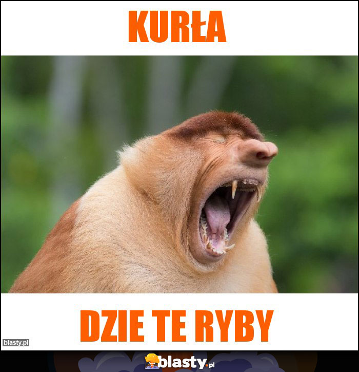 Kurła