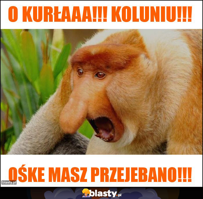 O kurłaaa!!! Koluniu!!!