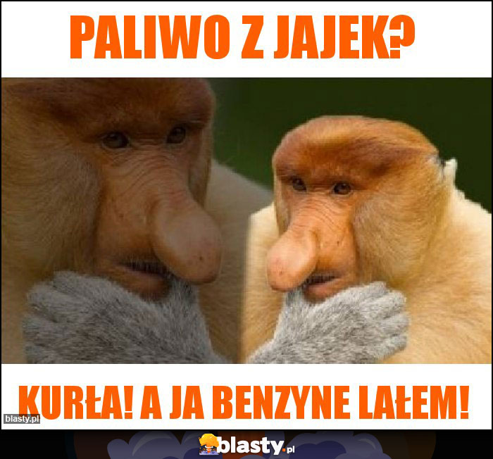 paliwo z jajek?