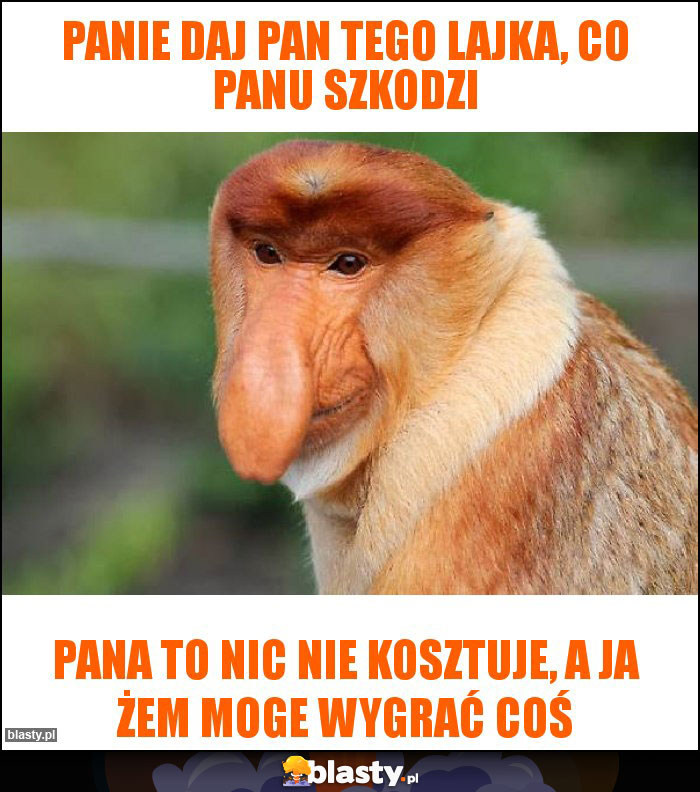 Panie daj pan tego lajka, co panu szkodzi