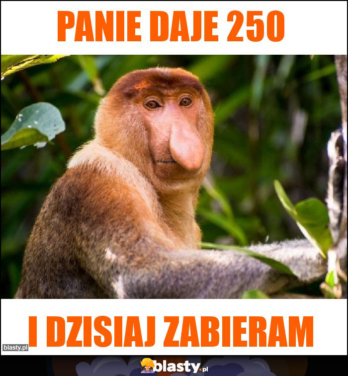 Panie daje 250