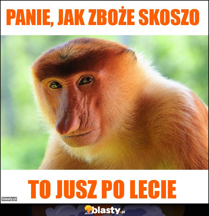 panie, jak zboże skoszo