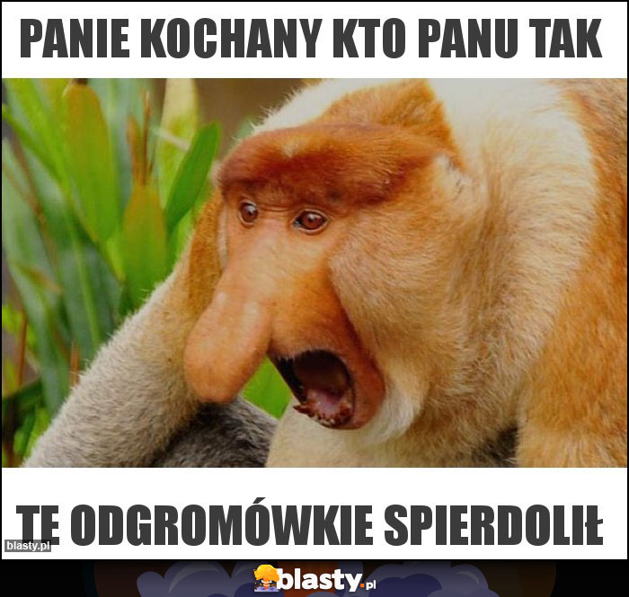 PANIE KOCHANY KTO PANU TAK