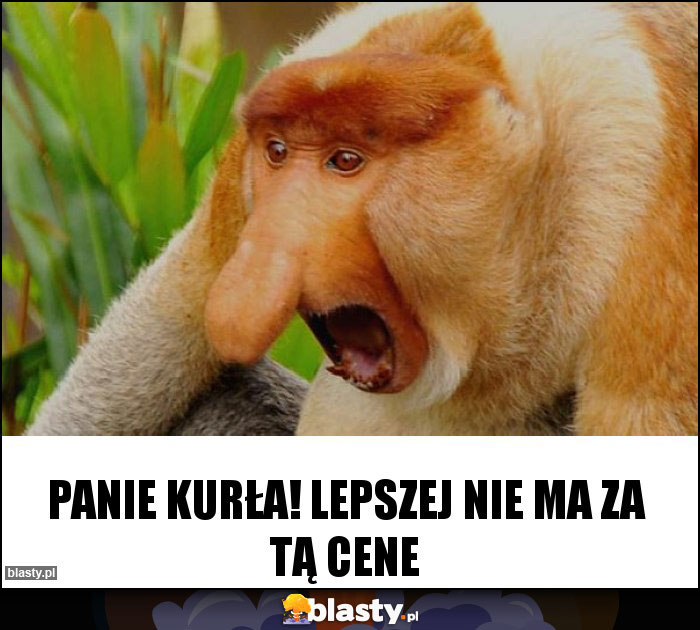 PANIE KURŁA! LEPSZEJ NIE MA ZA TĄ CENE