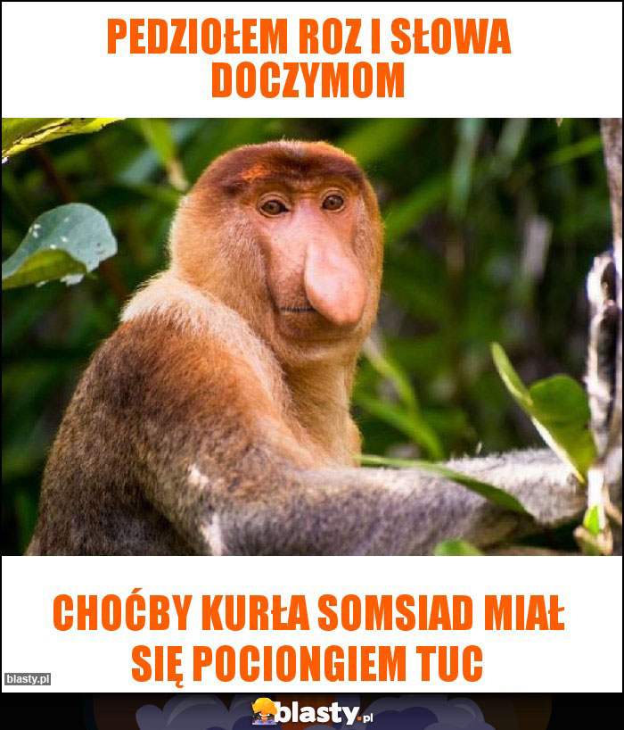 Pedziołem roz i słowa doczymom