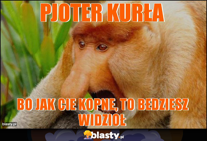 PJOTER KURŁA