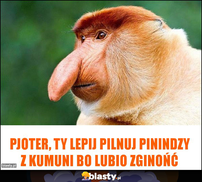 Pjoter, ty lepij pilnuj pinindzy z kumuni bo lubio zginońć