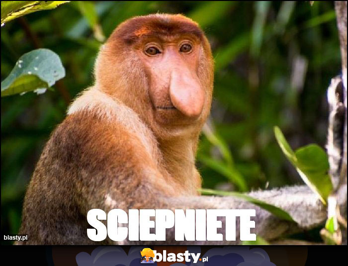 Sciepniete