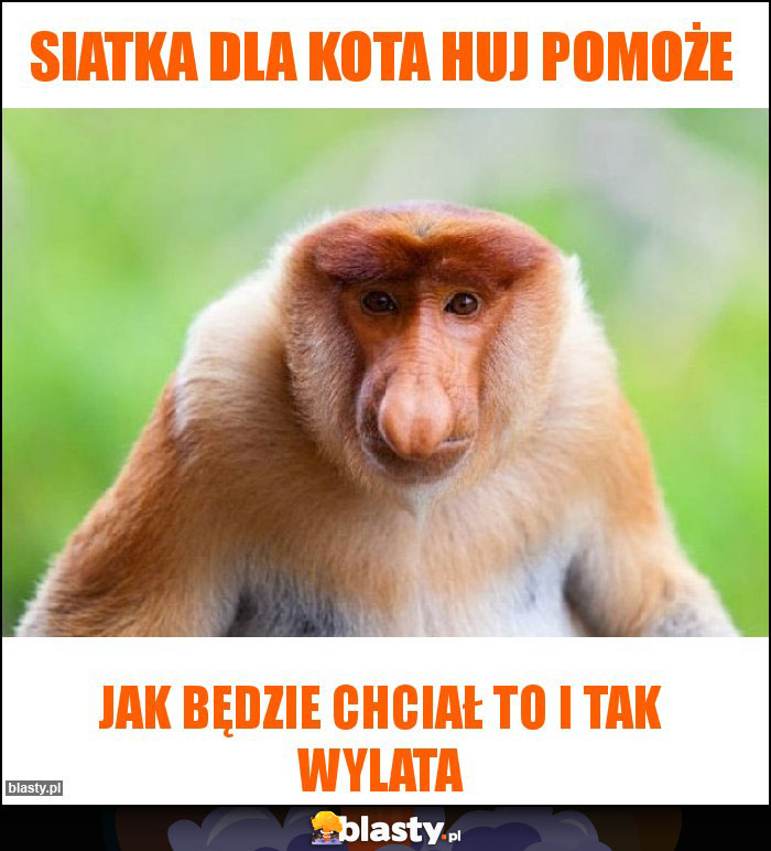 Siatka dla kota huj pomoże