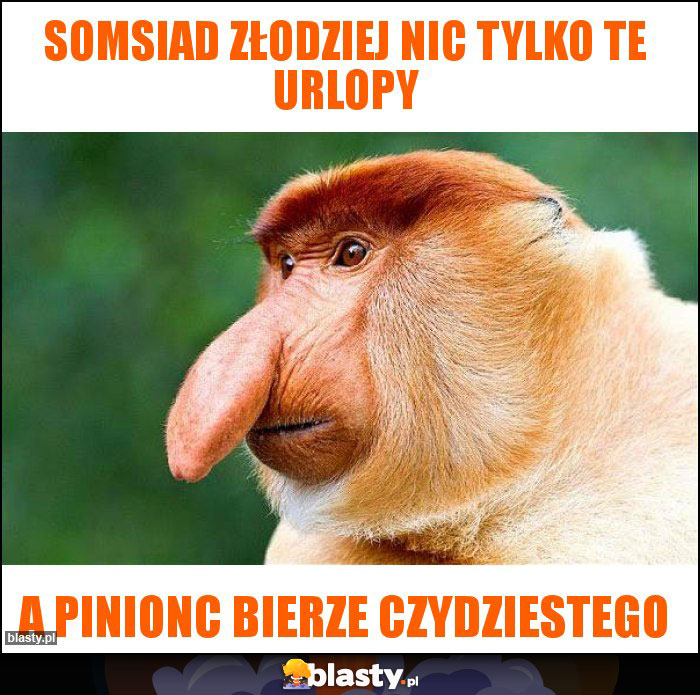 somsiad złodziej nic tylko te urlopy