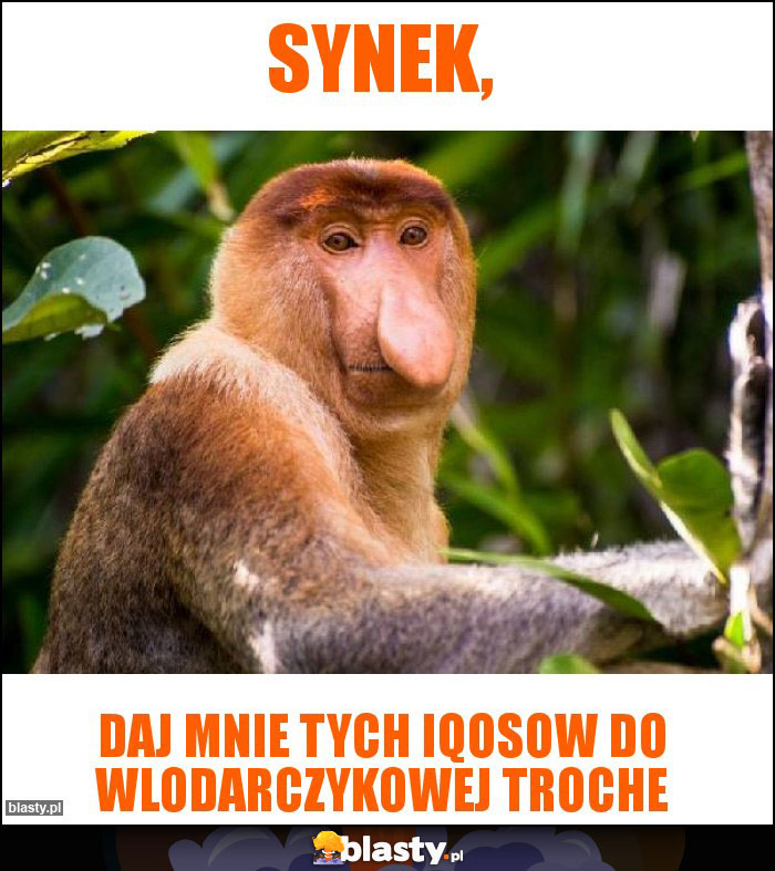 Synek,