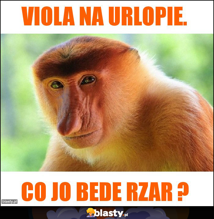 Viola na urlopie.