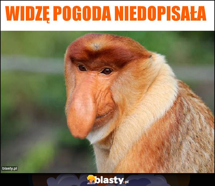 Widzę pogoda niedopisała