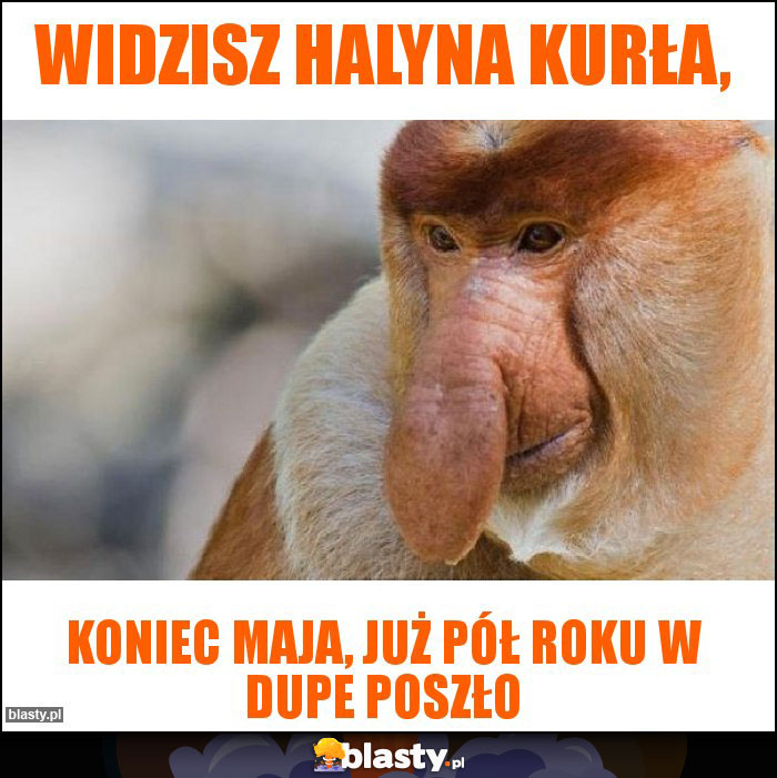 Widzisz Halyna kurła,