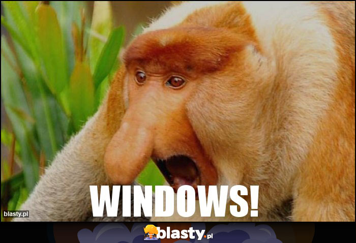 Windows!