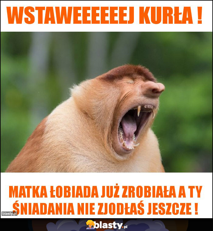 Wstaweeeeeej kurła !