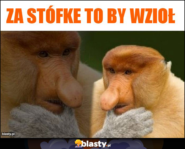 Za stófke to by wzioł