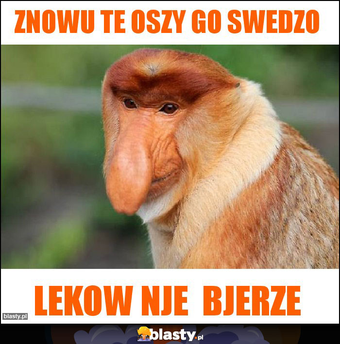 Znowu te oszy go swedzo