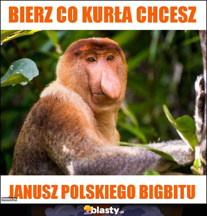 Bierz co kurła chcesz