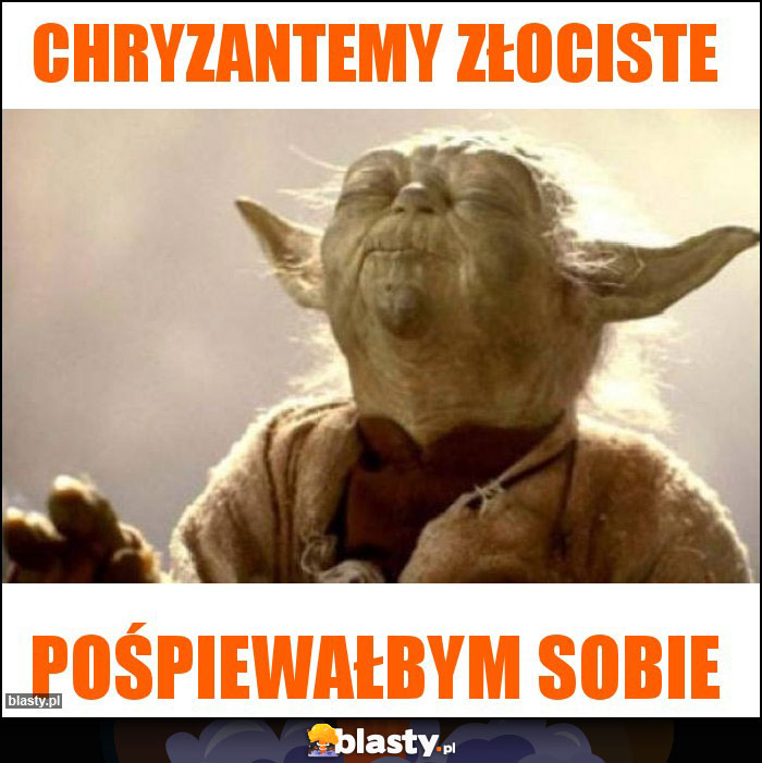 Chryzantemy złociste