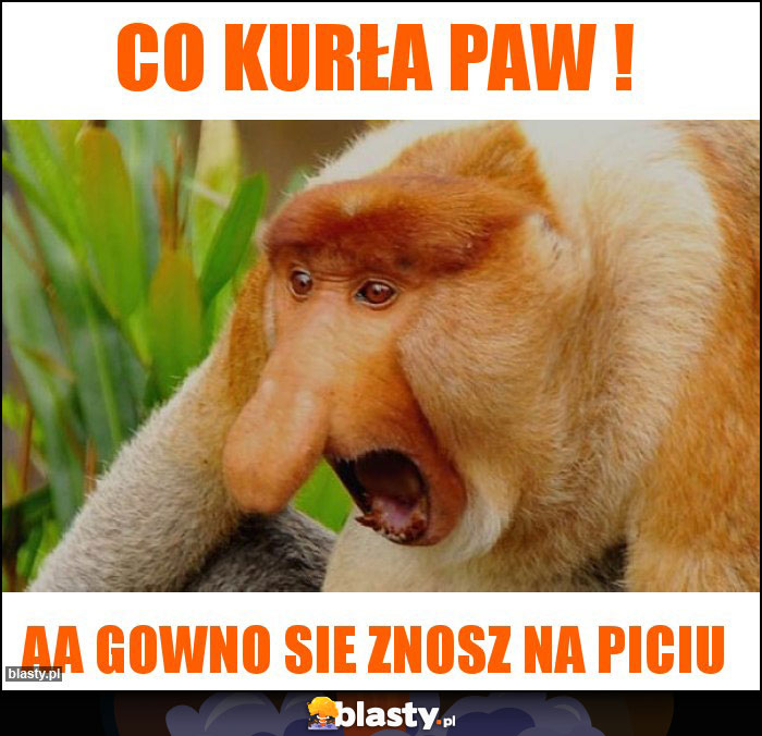 Co kurła paw !