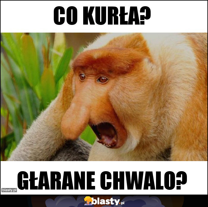 Co kurła?